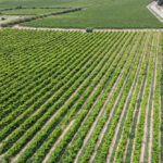 Rent a Car and Visit the best Vineyards & Wineries in Spain